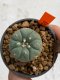 Lophophora williamsii 4-5 cm 7 years old seed ownroot flower seedling ロフォフォラ　烏羽玉　仔吹き　サボテン