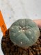 Lophophora williamsii 4-5 cm 7 years old seed ownroot flower seedling ロフォフォラ　烏羽玉　仔吹き　サボテン