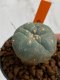 Lophophora williamsii 4-5 cm 7 years old seed ownroot flower seedling ロフォフォラ　烏羽玉　仔吹き　サボテン