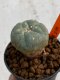 Lophophora williamsii 4-5 cm 7 years old seed ownroot flower seedling ロフォフォラ　烏羽玉　仔吹き　サボテン