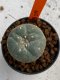 Lophophora williamsii 4-5 cm 7 years old seed ownroot flower seedling ロフォフォラ　烏羽玉　仔吹き　サボテン