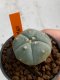 Lophophora williamsii 4-5 cm 7 years old seed ownroot flower seedling ロフォフォラ　烏羽玉　仔吹き　サボテン