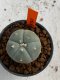 Lophophora williamsii 4-5 cm 7 years old seed ownroot flower seedling ロフォフォラ　烏羽玉　仔吹き　サボテン