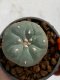 Lophophora williamsii 4-5 cm 7 years old seed ownroot flower seedling ロフォフォラ　烏羽玉　仔吹き　サボテン