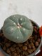 Lophophora williamsii 4-5 cm 7 years old seed ownroot flower seedling ロフォフォラ　烏羽玉　仔吹き　サボテン