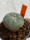 Lophophora williamsii 4-5 cm 7 years old seed ownroot flower seedling ロフォフォラ　烏羽玉　仔吹き　サボテン