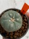 Lophophora williamsii 4-5 cm 7 years old seed ownroot flower seedling ロフォフォラ　烏羽玉　仔吹き　サボテン