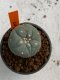 Lophophora williamsii 4-5 cm 7 years old seed ownroot flower seedling ロフォフォラ　烏羽玉　仔吹き　サボテン