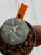 Lophophora williamsii 4-5 cm 7 years old seed ownroot flower seedling ロフォフォラ　烏羽玉　仔吹き　サボテン