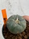 Lophophora williamsii 4-5 cm 7 years old seed ownroot flower seedling ロフォフォラ　烏羽玉　仔吹き　サボテン