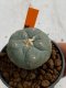 Lophophora williamsii 4-5 cm 7 years old seed ownroot flower seedling ロフォフォラ　烏羽玉　仔吹き　サボテン