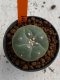 Lophophora williamsii 4-5 cm 7 years old seed ownroot flower seedling ロフォフォラ　烏羽玉　仔吹き　サボテン