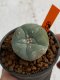 Lophophora williamsii 4-5 cm 7 years old seed ownroot flower seedling ロフォフォラ　烏羽玉　仔吹き　サボテン