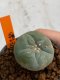 Lophophora williamsii 4-5 cm 7 years old seed ownroot flower seedling ロフォフォラ　烏羽玉　仔吹き　サボテン