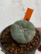 Lophophora williamsii 4-5 cm 7 years old seed ownroot flower seedling ロフォフォラ　烏羽玉　仔吹き　サボテン