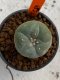 Lophophora williamsii 4-5 cm 7 years old seed ownroot flower seedling ロフォフォラ　烏羽玉　仔吹き　サボテン