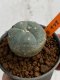 Lophophora williamsii 4-5 cm 7 years old seed ownroot flower seedling ロフォフォラ　烏羽玉　仔吹き　サボテン