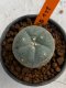 Lophophora williamsii 4-5 cm 7 years old seed ownroot flower seedling ロフォフォラ　烏羽玉　仔吹き　サボテン