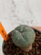 Lophophora williamsii 4-5 cm 7 years old seed ownroot flower seedling ロフォフォラ　烏羽玉　仔吹き　サボテン