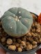 Lophophora williamsii 4-5 cm 7 years old seed ownroot flower seedling ロフォフォラ　烏羽玉　仔吹き　サボテン