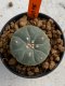 Lophophora williamsii 4-5 cm 7 years old seed ownroot flower seedling ロフォフォラ　烏羽玉　仔吹き　サボテン