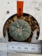 Lophophora williamsii 4-5 cm 7 years old seed ownroot flower seedling ロフォフォラ　烏羽玉　仔吹き　サボテン