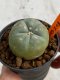 Lophophora williamsii 4-5 cm 7 years old seed ownroot flower seedling ロフォフォラ　烏羽玉　仔吹き　サボテン