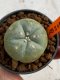 Lophophora williamsii 4-5 cm 7 years old seed ownroot flower seedling ロフォフォラ　烏羽玉　仔吹き　サボテン