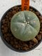 Lophophora williamsii 4-5 cm 7 years old seed ownroot flower seedling ロフォフォラ　烏羽玉　仔吹き　サボテン