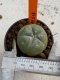 Lophophora williamsii 4-5 cm 7 years old seed ownroot flower seedling ロフォフォラ　烏羽玉　仔吹き　サボテン