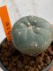 Lophophora williamsii 4-5 cm 7 years old seed ownroot flower seedling ロフォフォラ　烏羽玉　仔吹き　サボテン