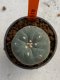 Lophophora williamsii 4-5 cm 7 years old seed ownroot flower seedling ロフォフォラ　烏羽玉　仔吹き　サボテン