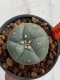 Lophophora williamsii 4-5 cm 7 years old seed ownroot flower seedling ロフォフォラ　烏羽玉　仔吹き　サボテン