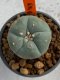 Lophophora williamsii 4-5 cm 7 years old seed ownroot flower seedling ロフォフォラ　烏羽玉　仔吹き　サボテン