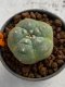 Lophophora williamsii 4-5 cm 7 years old seed ownroot flower seedling ロフォフォラ　烏羽玉　仔吹き　サボテン