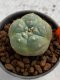 Lophophora williamsii 4-5 cm 7 years old seed ownroot flower seedling ロフォフォラ　烏羽玉　仔吹き　サボテン