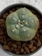 Lophophora williamsii 4-5 cm 7 years old seed ownroot flower seedling ロフォフォラ　烏羽玉　仔吹き　サボテン