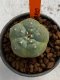 Lophophora williamsii 4-5 cm 7 years old seed ownroot flower seedling ロフォフォラ　烏羽玉　仔吹き　サボテン