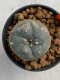 Lophophora williamsii 4-5 cm 7 years old seed ownroot flower seedling ロフォフォラ　烏羽玉　仔吹き　サボテン