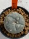 Lophophora williamsii 4-5 cm 7 years old seed ownroot flower seedling ロフォフォラ　烏羽玉　仔吹き　サボテン