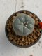 Lophophora williamsii 4-5 cm 7 years old seed ownroot flower seedling ロフォフォラ　烏羽玉　仔吹き　サボテン