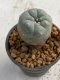 Lophophora williamsii 4-5 cm 7 years old seed ownroot flower seedling ロフォフォラ　烏羽玉　仔吹き　サボテン