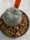 Lophophora williamsii 4-5 cm 7 years old seed ownroot flower seedling ロフォフォラ　烏羽玉　仔吹き　サボテン