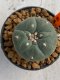 Lophophora williamsii 4-5 cm 7 years old seed ownroot flower seedling ロフォフォラ　烏羽玉　仔吹き　サボテン