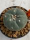 Lophophora williamsii 4-5 cm 7 years old seed ownroot flower seedling ロフォフォラ　烏羽玉　仔吹き　サボテン