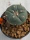 Lophophora williamsii 4-5 cm 7 years old seed ownroot flower seedling ロフォフォラ　烏羽玉　仔吹き　サボテン