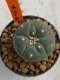 Lophophora williamsii 4-5 cm 7 years old seed ownroot flower seedling ロフォフォラ　烏羽玉　仔吹き　サボテン