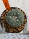 Lophophora williamsii 4-5 cm 7 years old seed ownroot flower seedling ロフォフォラ　烏羽玉　仔吹き　サボテン