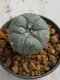 Lophophora williamsii 4-5 cm 7 years old seed ownroot flower seedling ロフォフォラ　烏羽玉　仔吹き　サボテン