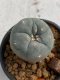 Lophophora williamsii 4-5 cm 7 years old seed ownroot flower seedling ロフォフォラ　烏羽玉　仔吹き　サボテン